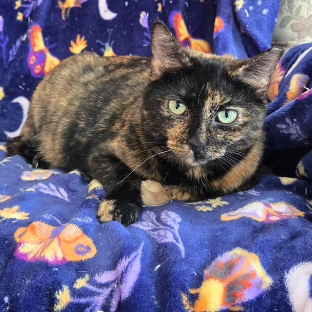 Enlarge Velveeta, a Adoptable Domestic Short Hair in Pittsburgh, PA image 2/4