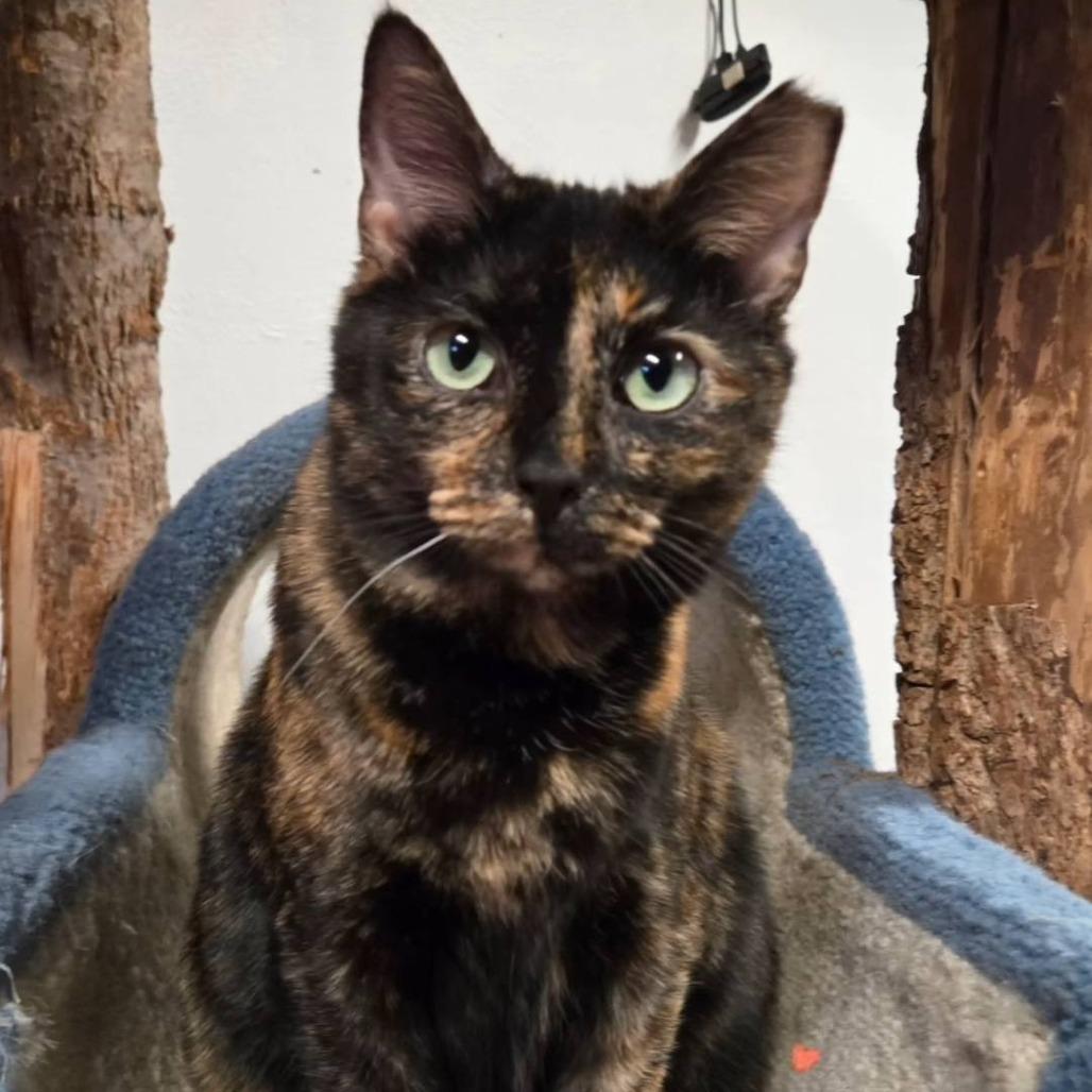 Enlarge Velveeta, a Adoptable Domestic Short Hair in Pittsburgh, PA image 3/4