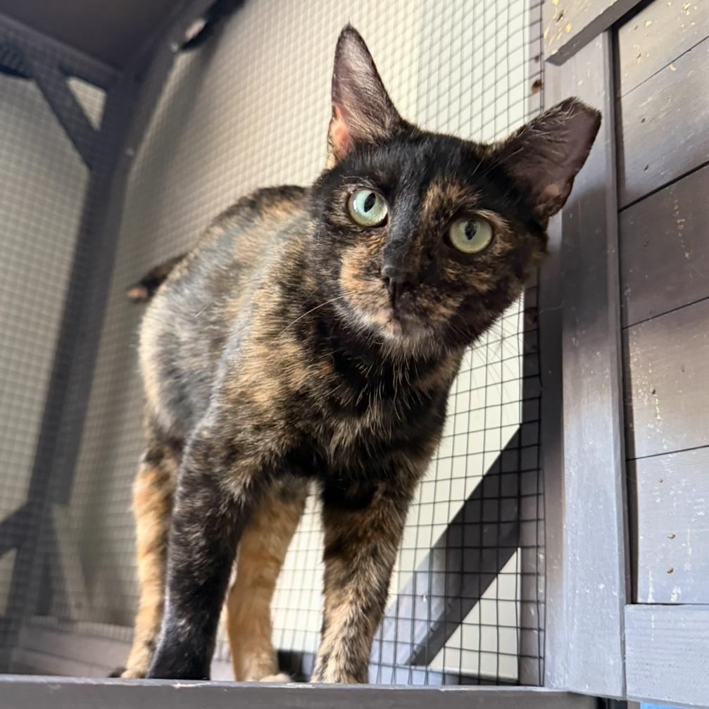 Enlarge Velveeta, a Adoptable Domestic Short Hair in Pittsburgh, PA image 2/2