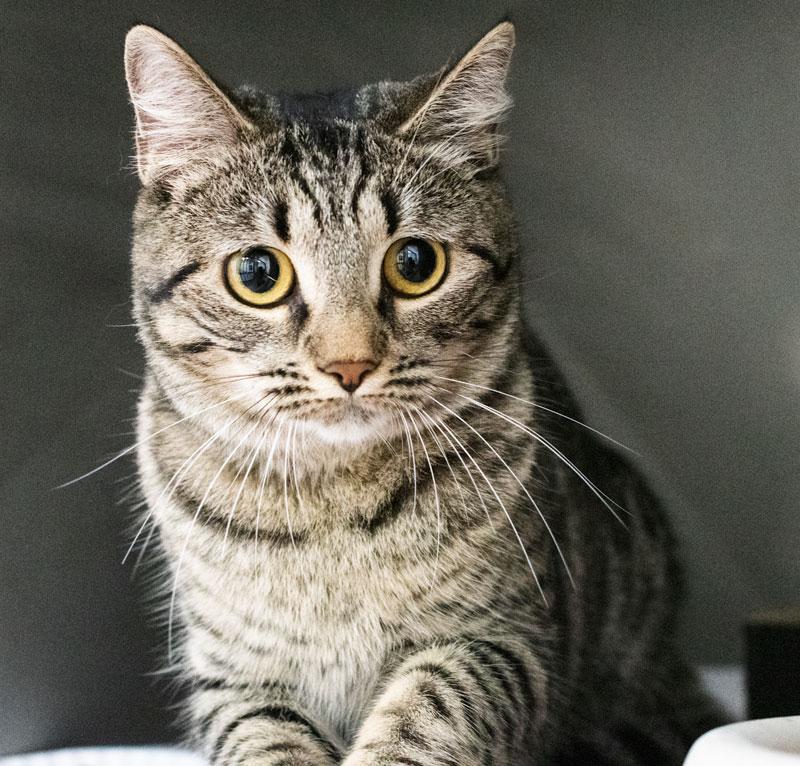 Enlarge Snickers #22445, a ADOPTABLE Domestic Short Hair in Monroe, GA image 1/2