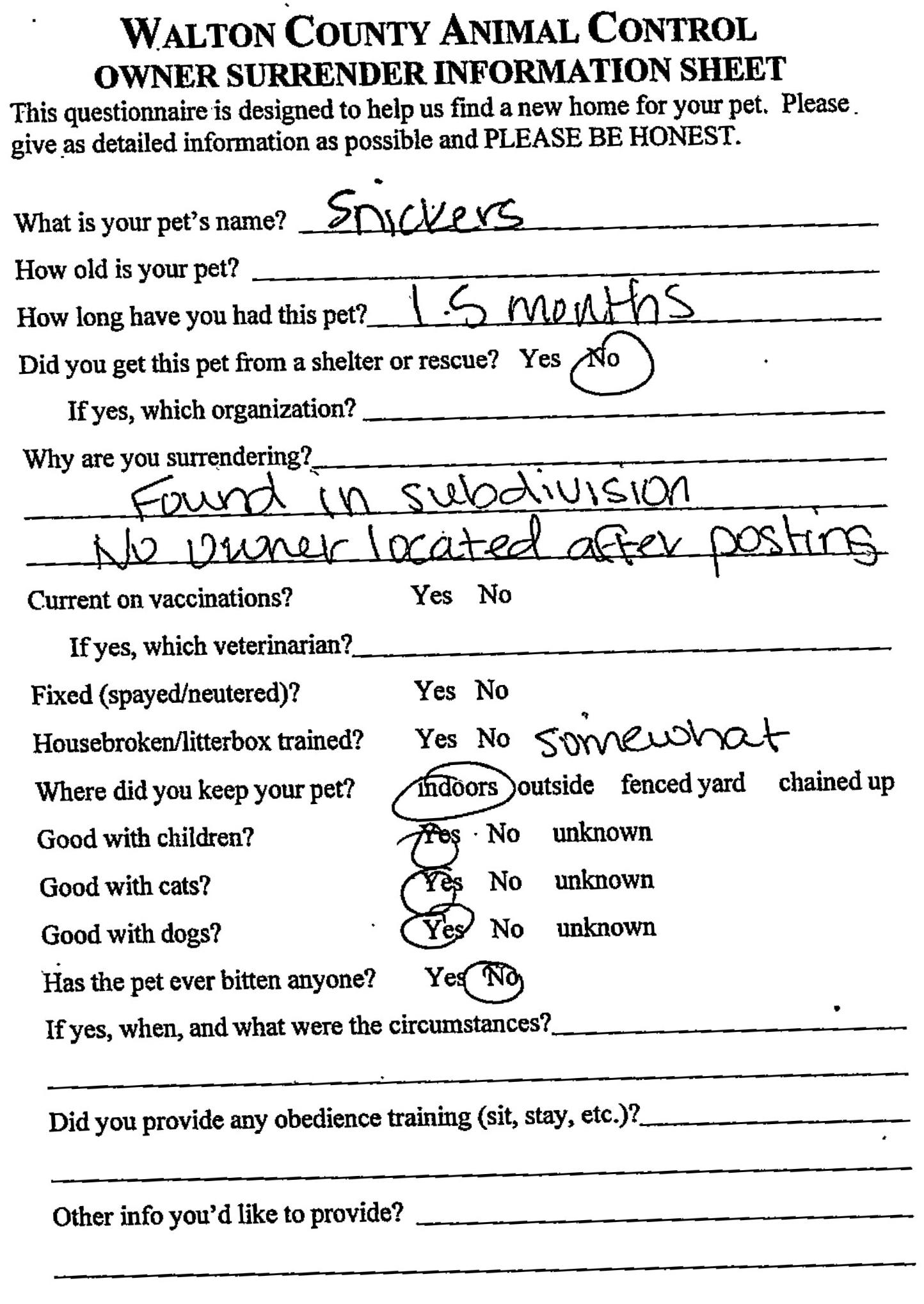 Enlarge Snickers #22445, a ADOPTABLE Domestic Short Hair in Monroe, GA image 2/2