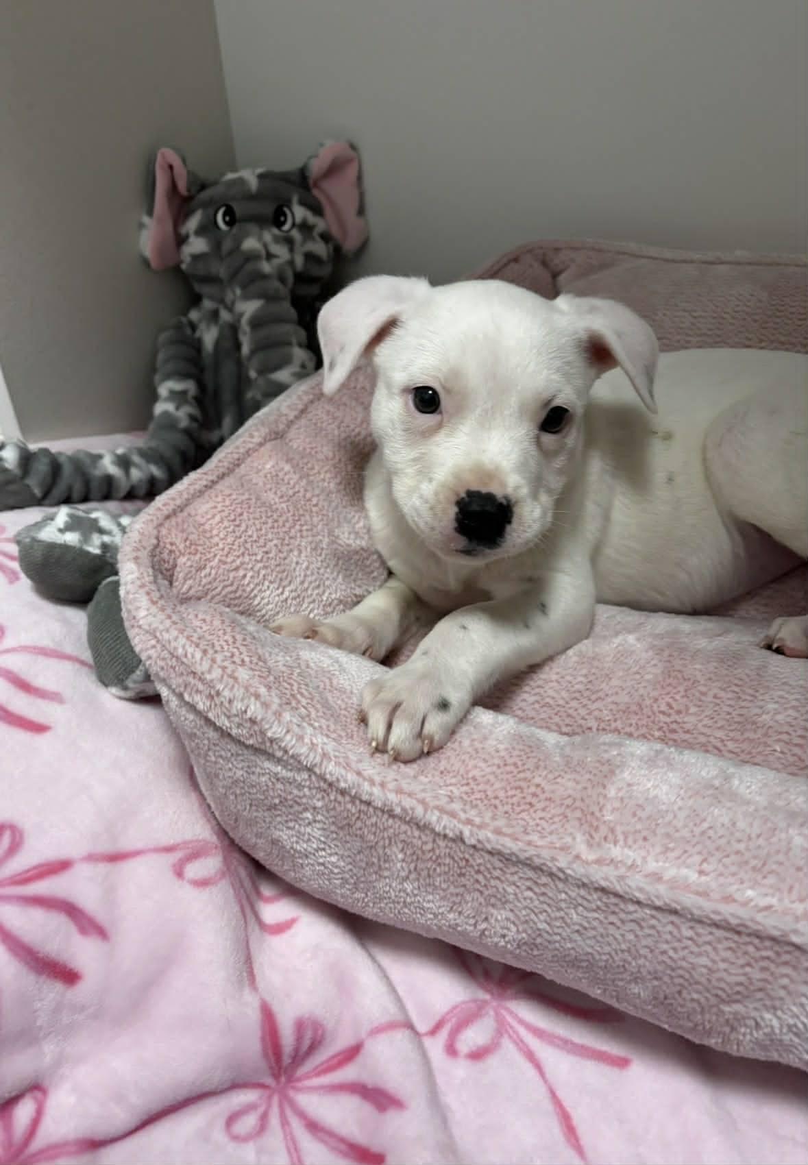 Marley, an adopted mixed breed in Pleasant Ridge, MI image 2/6