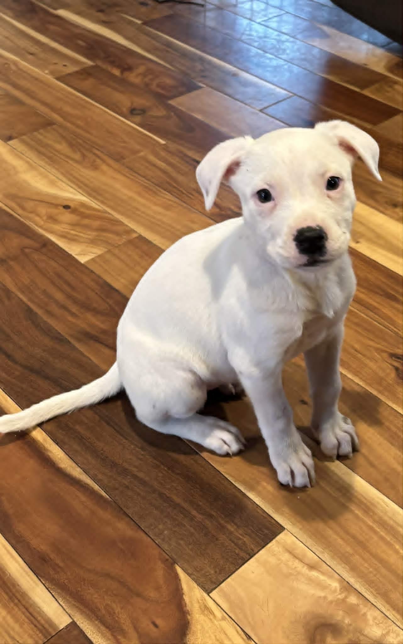 Marley, adopted, Puppy Female Mixed Breed & American Staffordshire Terrier.