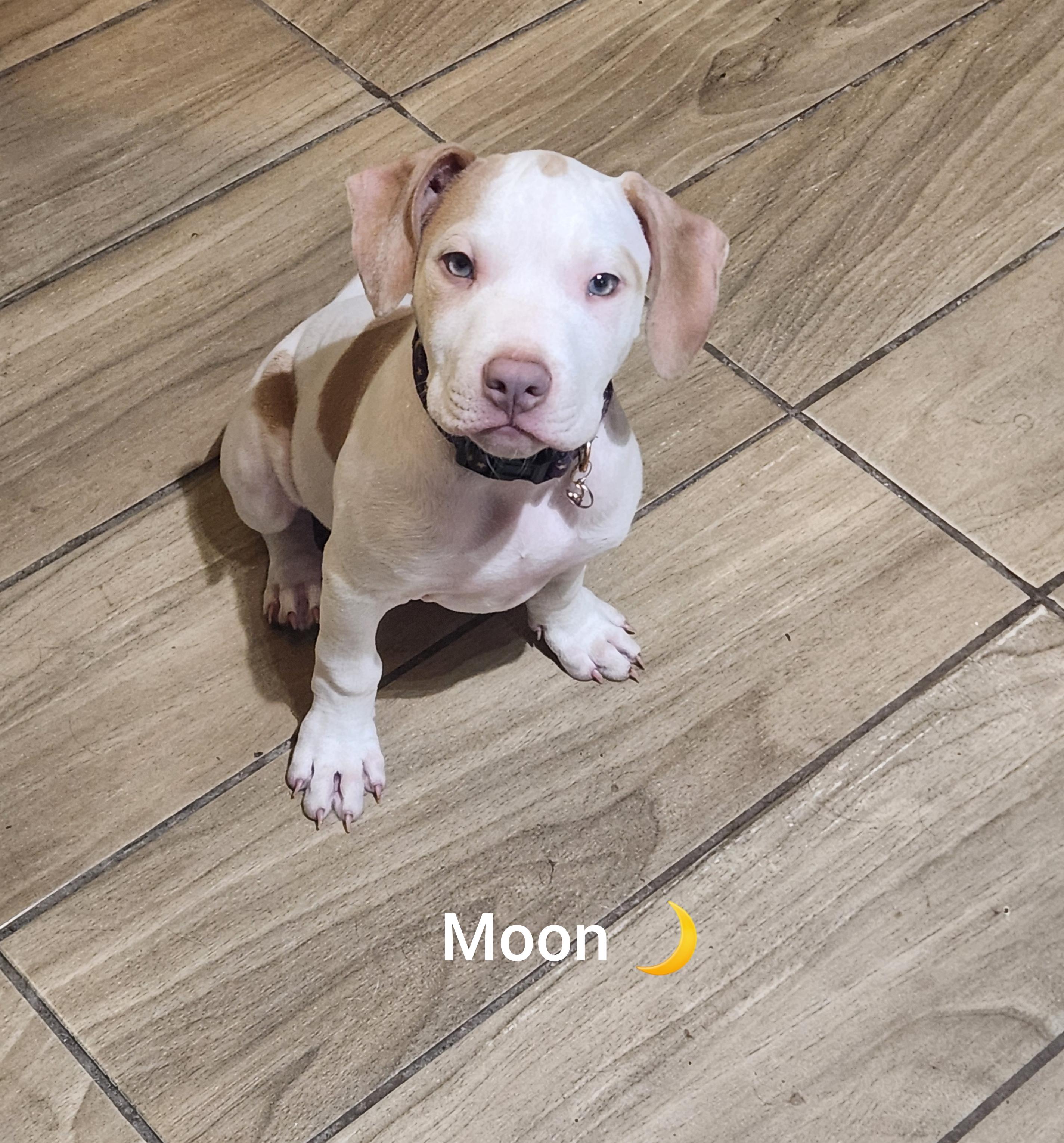 Moon ( Orlando, Fl), ADOPTABLE, Puppy Male Pointer.