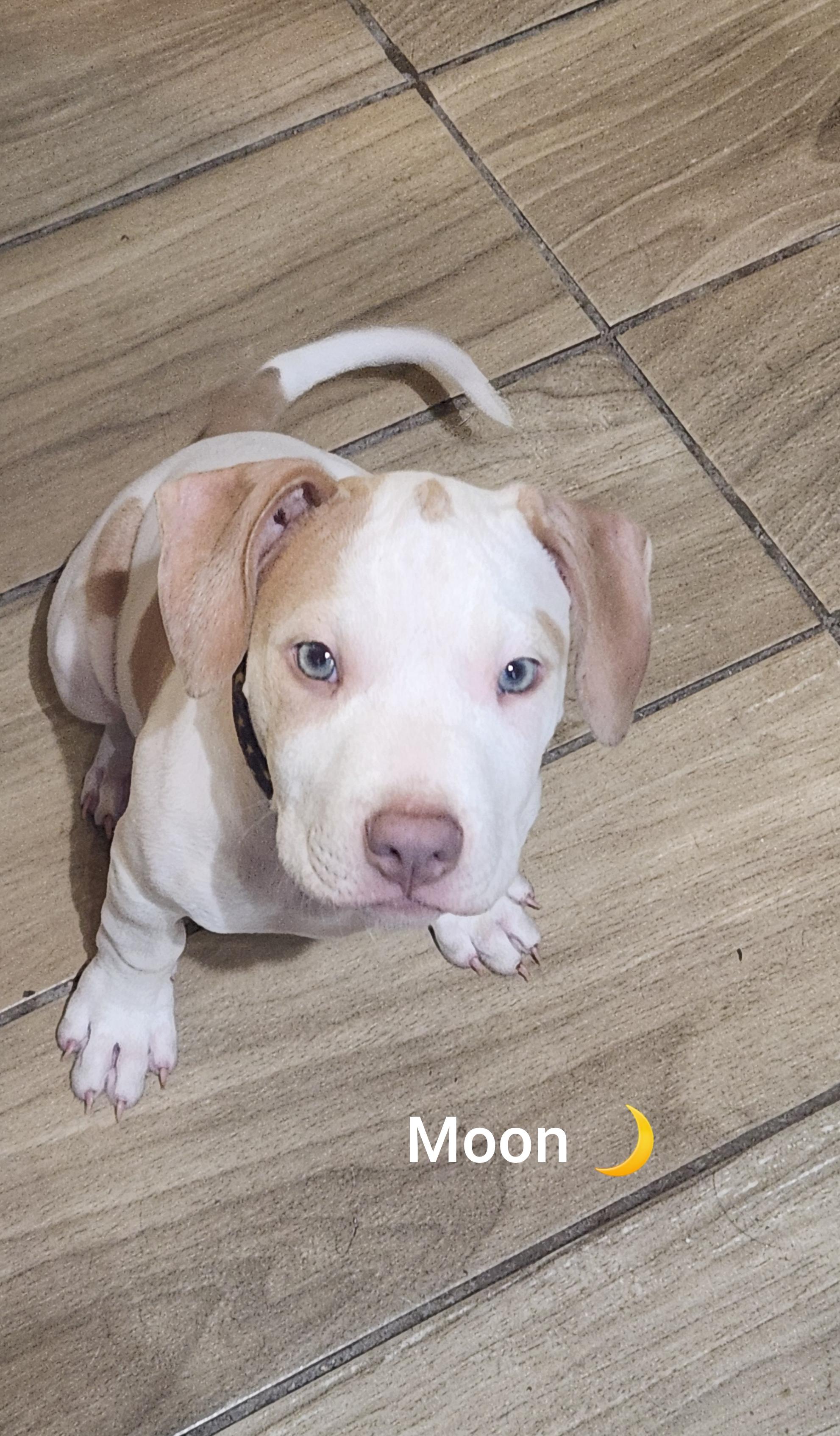 Moon ( Orlando, Fl), a ADOPTABLE mixed breed in Orlando, FL image 3/3