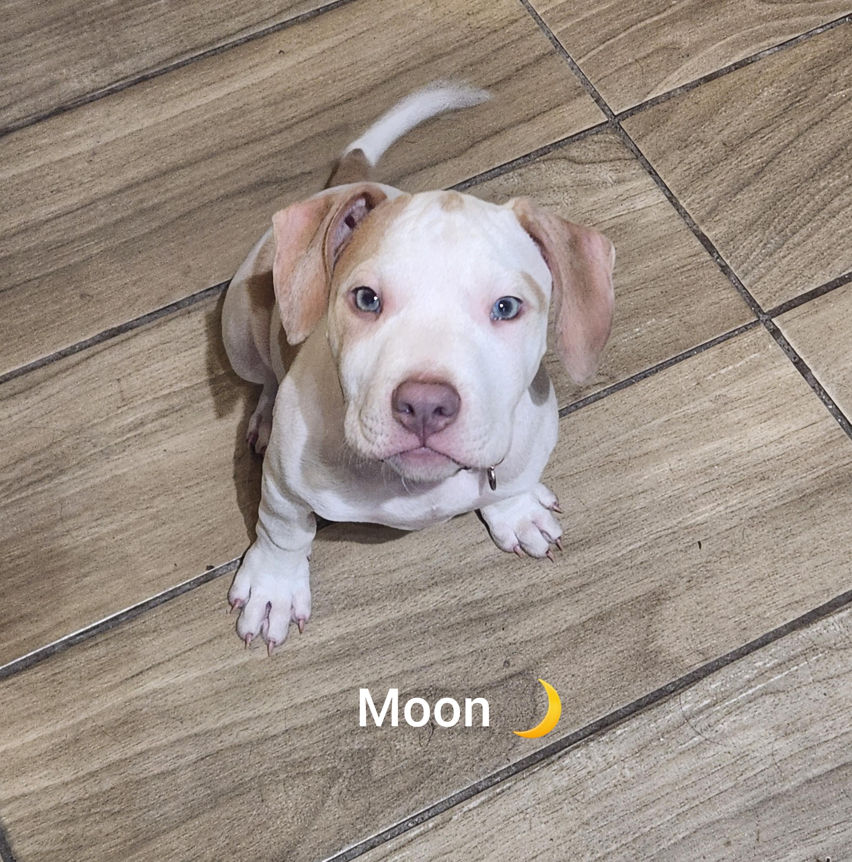 Moon ( Orlando, Fl), a ADOPTABLE mixed breed in Orlando, FL image 2/3