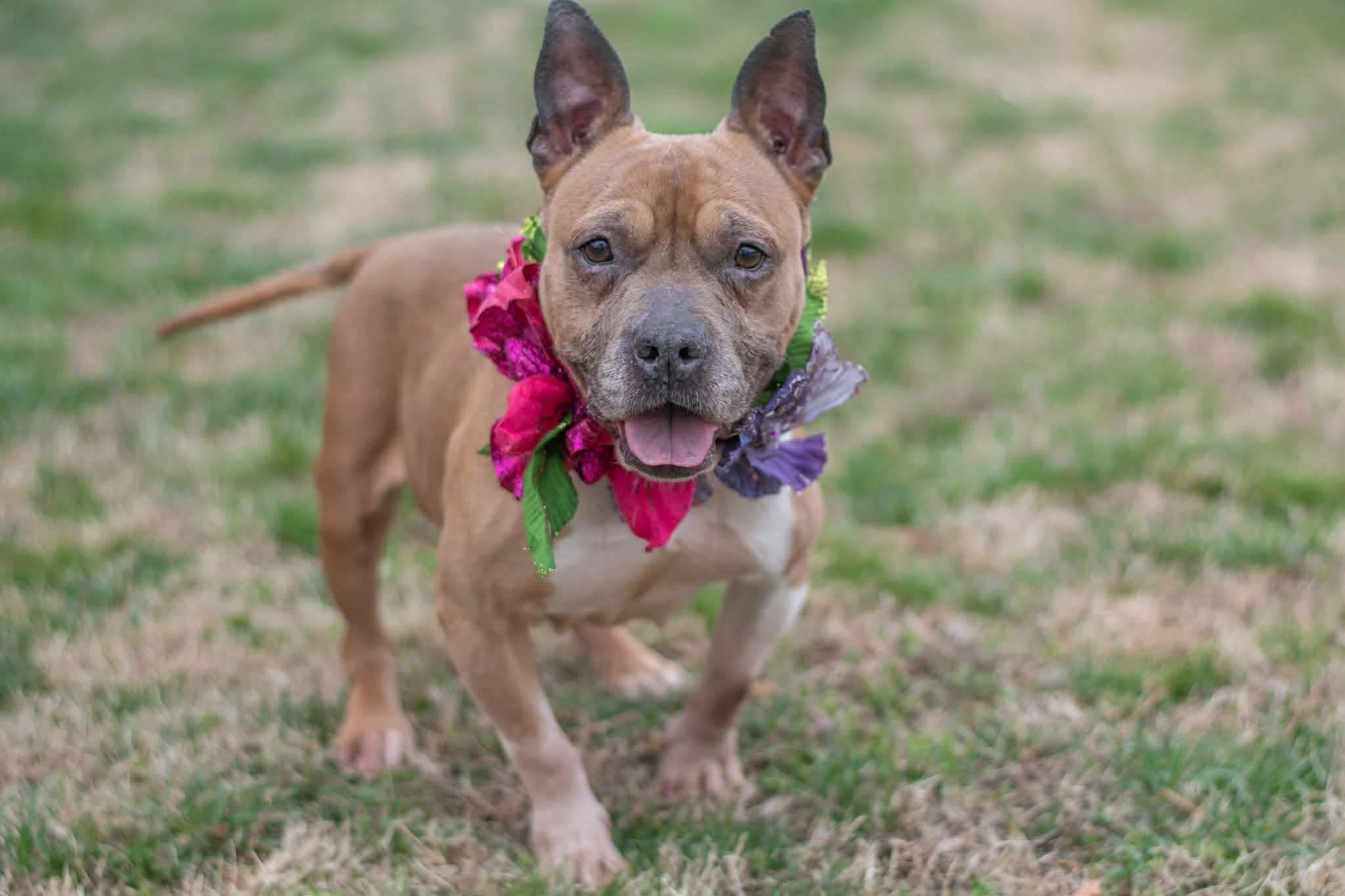 Enlarge Quinn, a ADOPTABLE mixed breed in Wappingers Falls, NY image 2/3