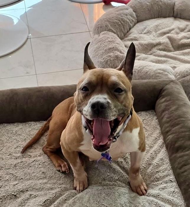 Enlarge Quinn, a ADOPTABLE mixed breed in Wappingers Falls, NY image 3/3