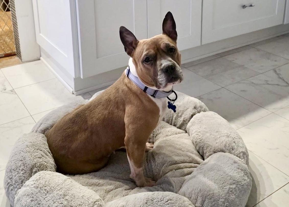 Quinn, ADOPTABLE, Adult Male American Staffordshire Terrier & English Bulldog.