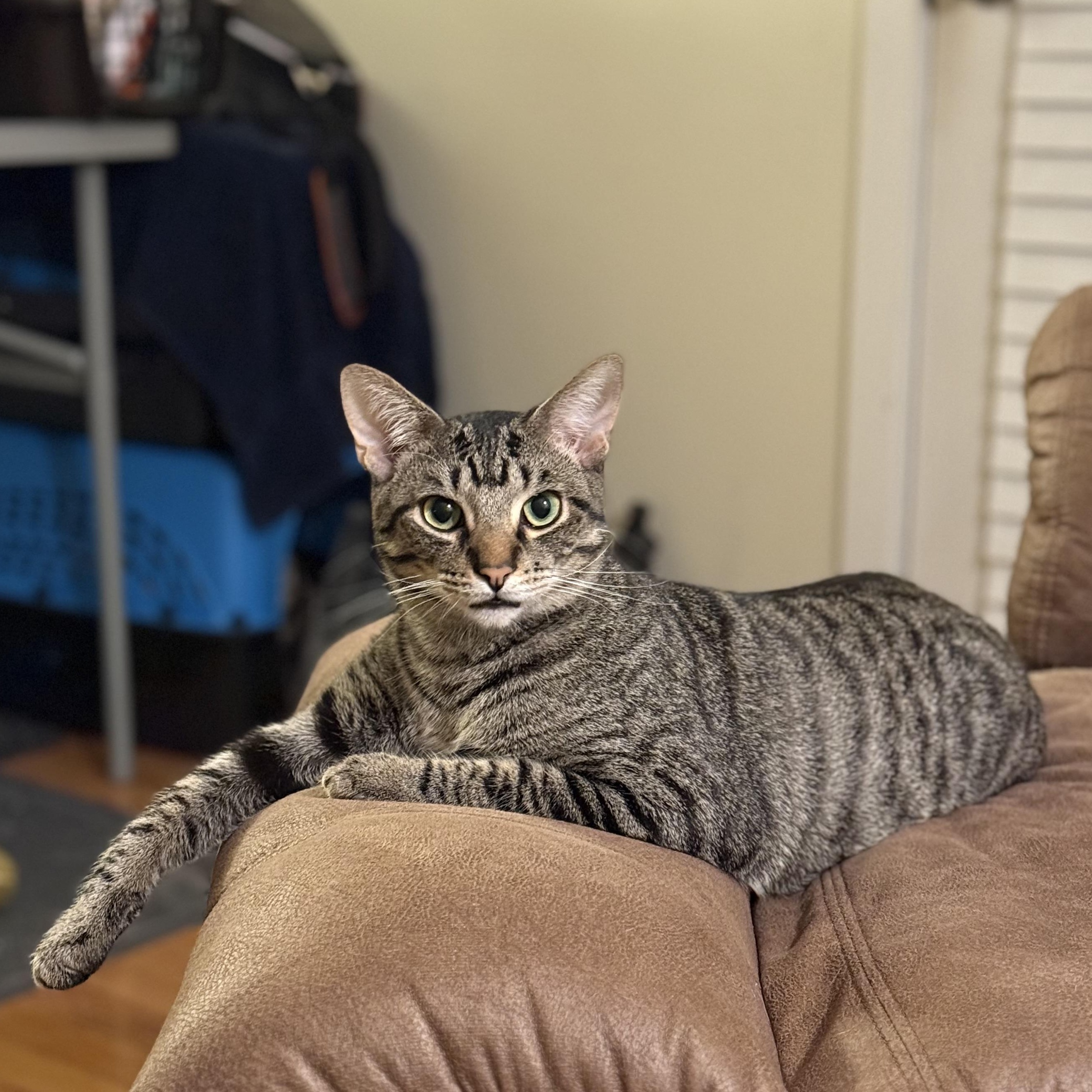 Avalanche - Athens, GA, Adoptable, Young Male Domestic Short Hair & Tabby.