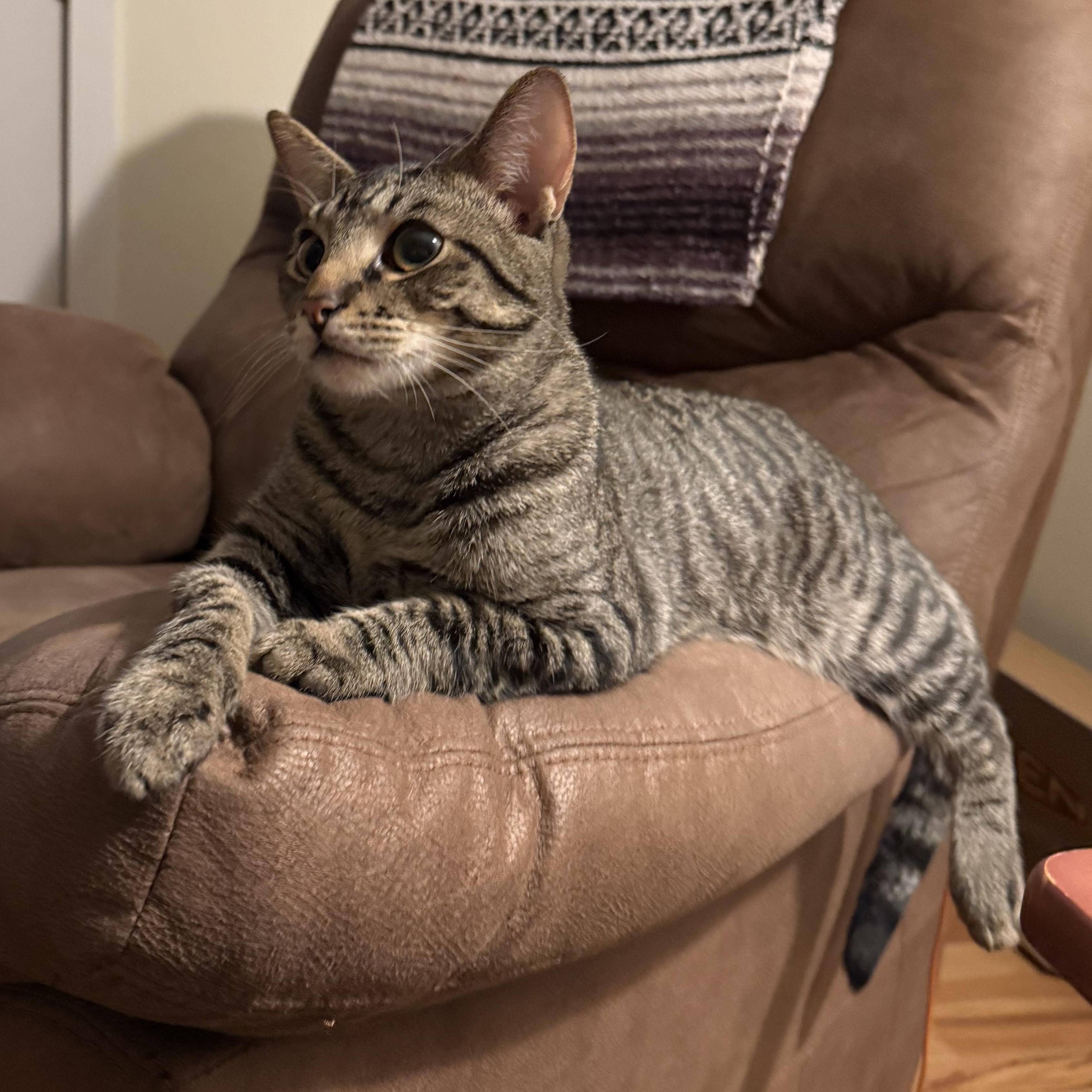 Avalanche - Athens, GA, a Adoptable mixed breed in Athens, GA image 2/6