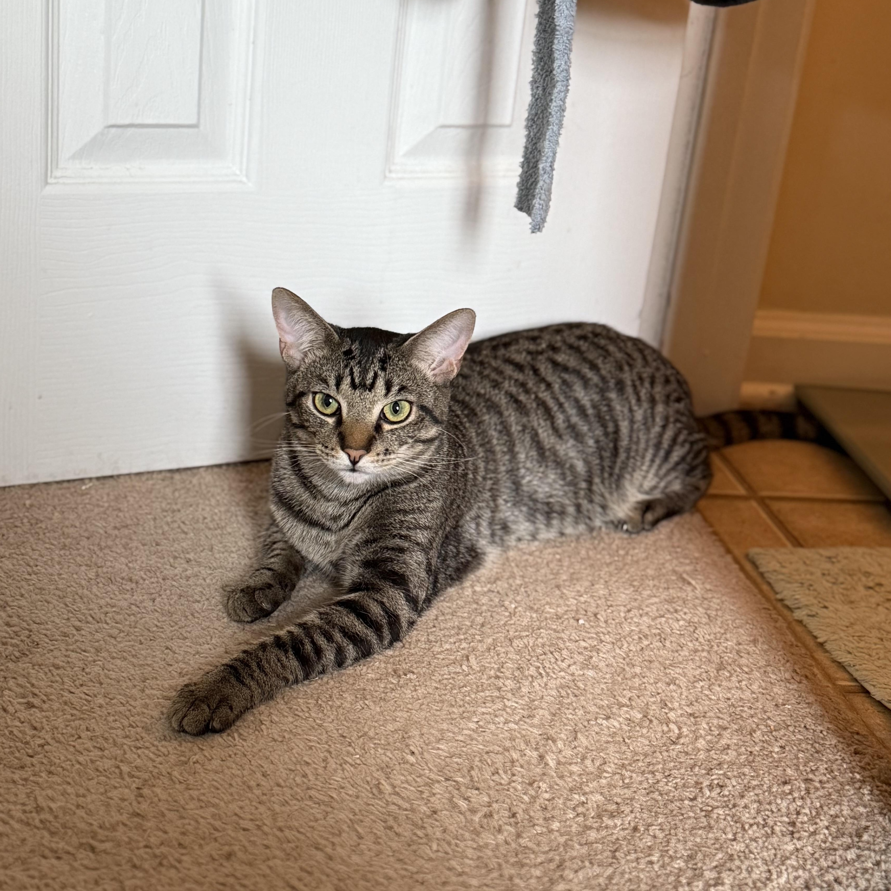 Avalanche - Athens, GA, a Adoptable mixed breed in Athens, GA image 4/6