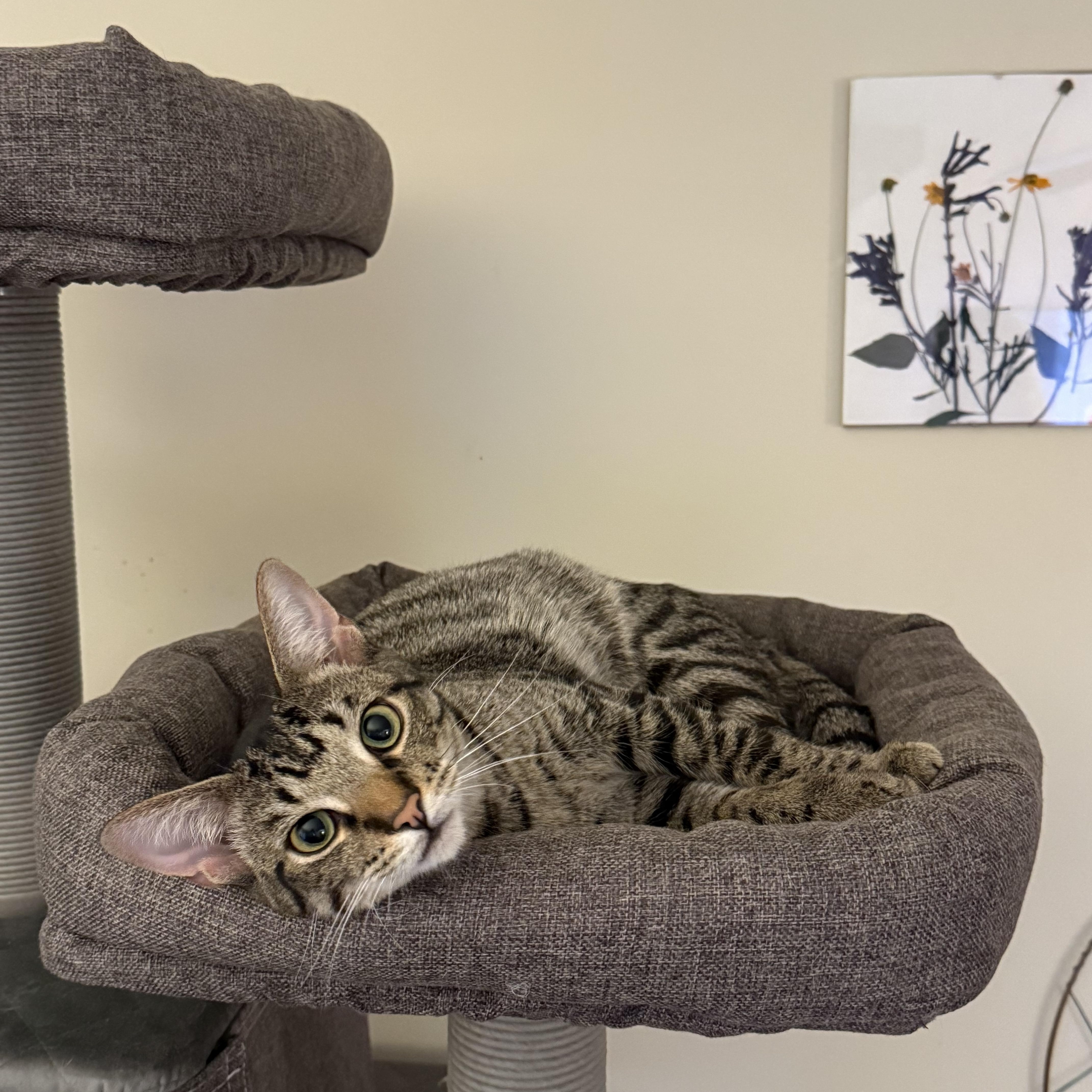 Avalanche - Athens, GA, a Adoptable mixed breed in Athens, GA image 5/6