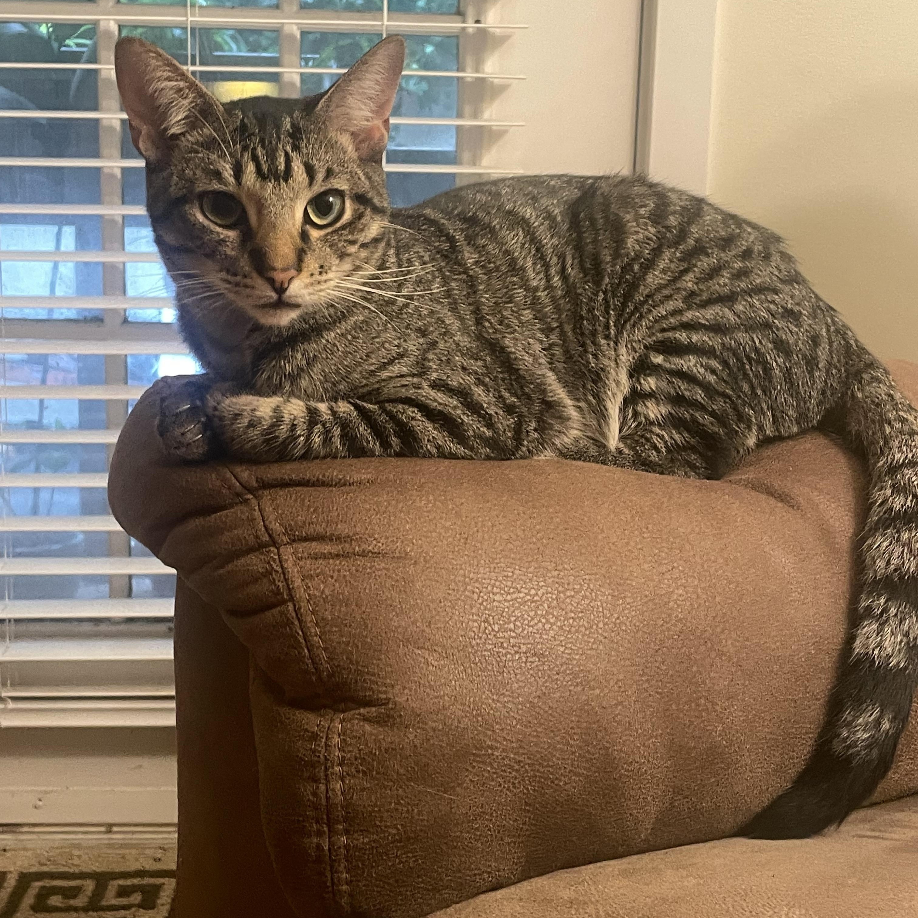 Avalanche - Athens, GA, a Adoptable mixed breed in Athens, GA image 3/6