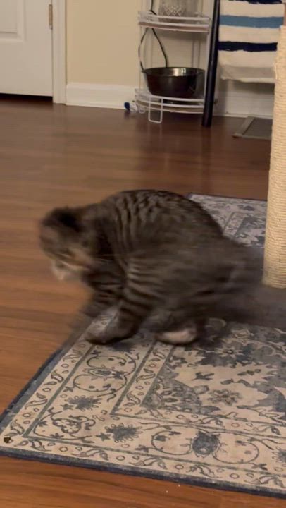 Enlarge Avalanche - Athens, GA, a Adoptable mixed breed in Athens, GA video 6/6