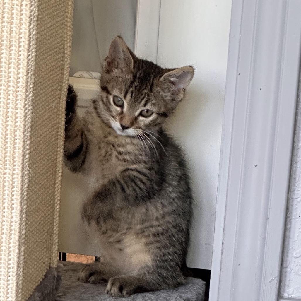 Naiad, Adoptable, Kitten Female Domestic Short Hair.