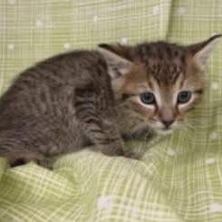 Enlarge Naiad, a Adoptable Domestic Short Hair in Williston, FL image 2/3