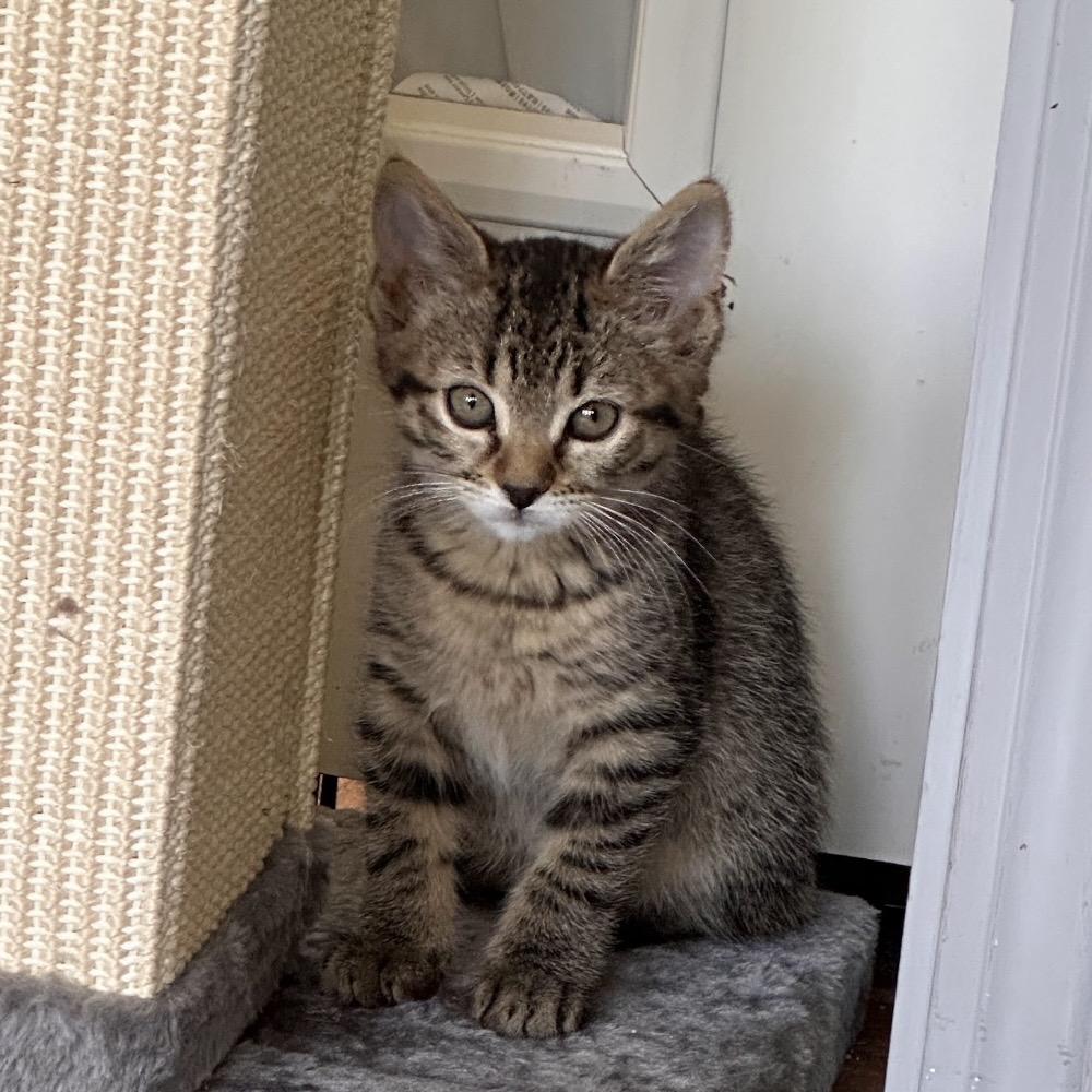 Enlarge Naiad, a Adoptable Domestic Short Hair in Williston, FL image 3/3