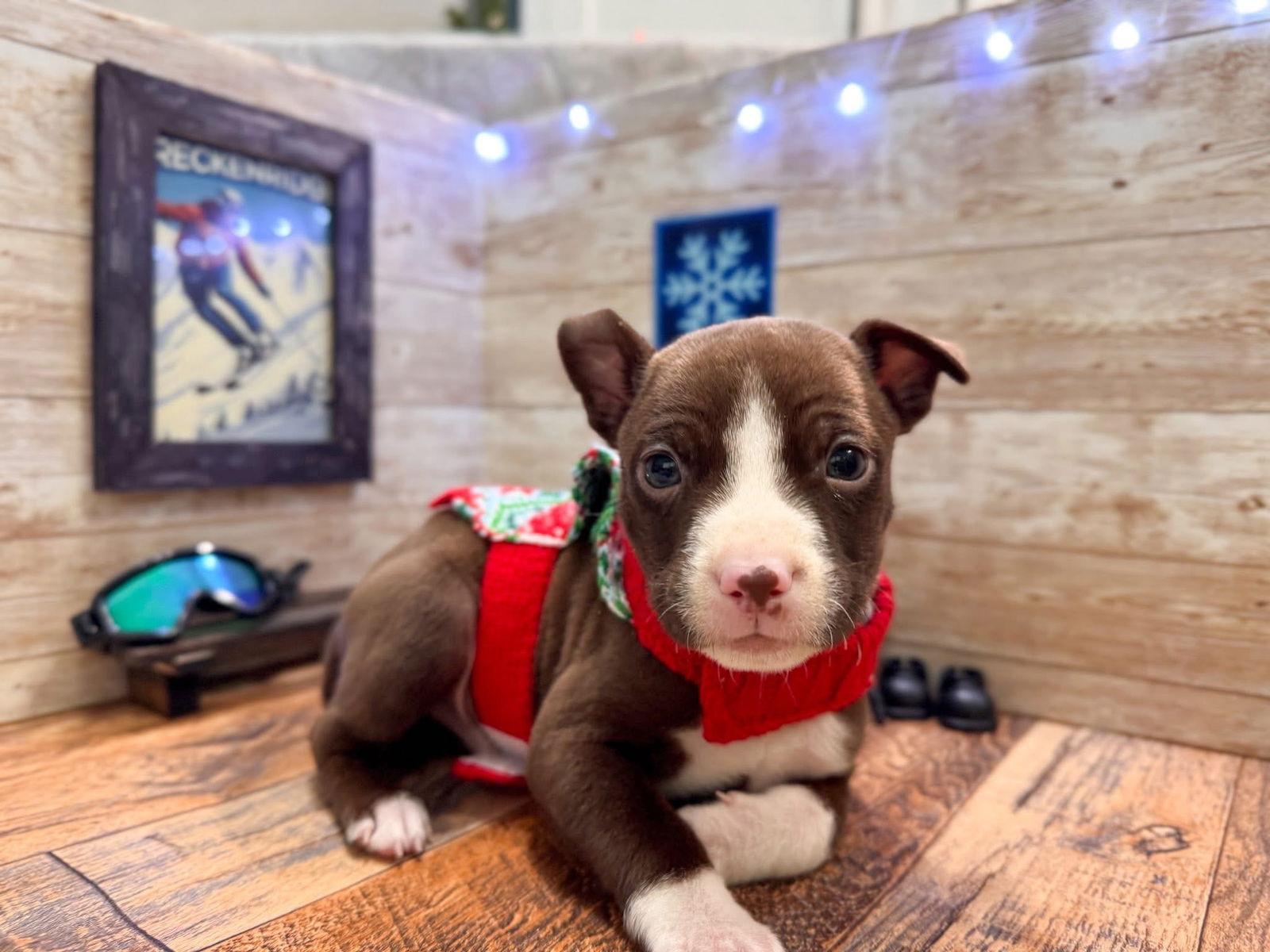 Enlarge Breckenridge, a Adoptable Terrier in New London, WI image 1/3