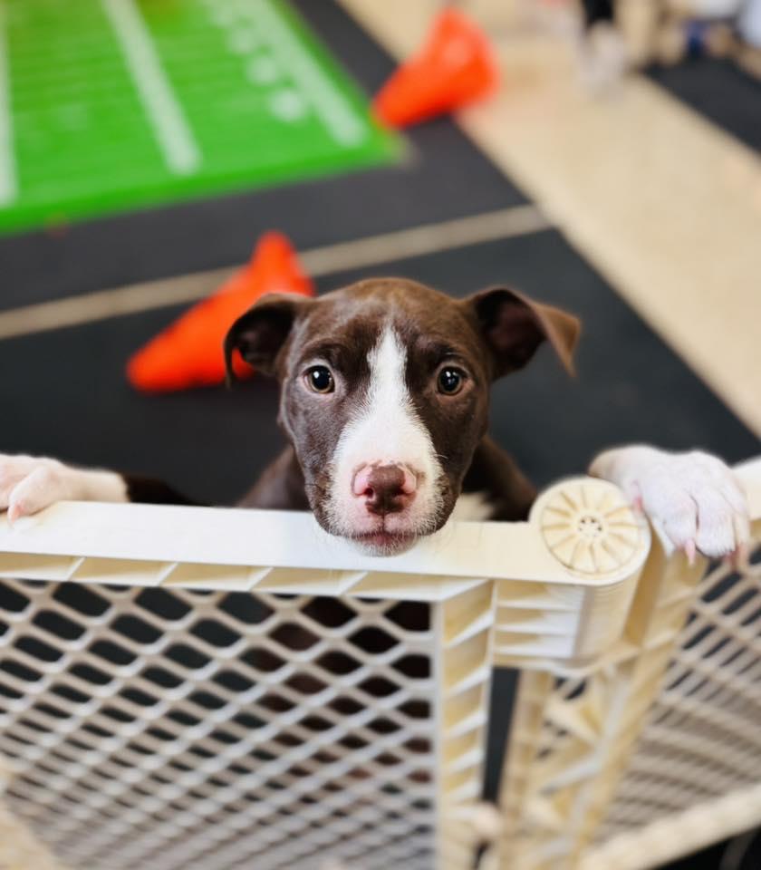 Breckenridge, Adoptable, Puppy Male Terrier.