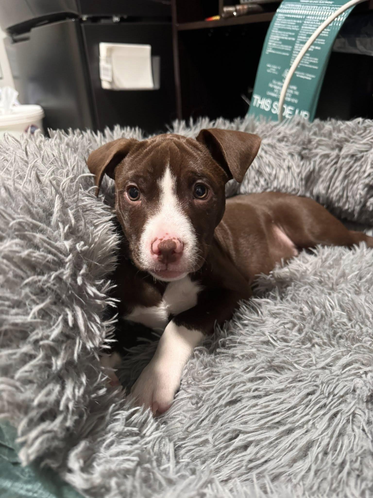 Enlarge Breckenridge, a Adopted Terrier in New London, WI image 2/3