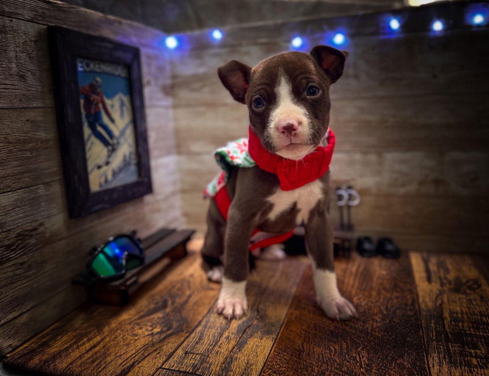 Enlarge Breckenridge, a Adoptable Terrier in New London, WI image 2/3