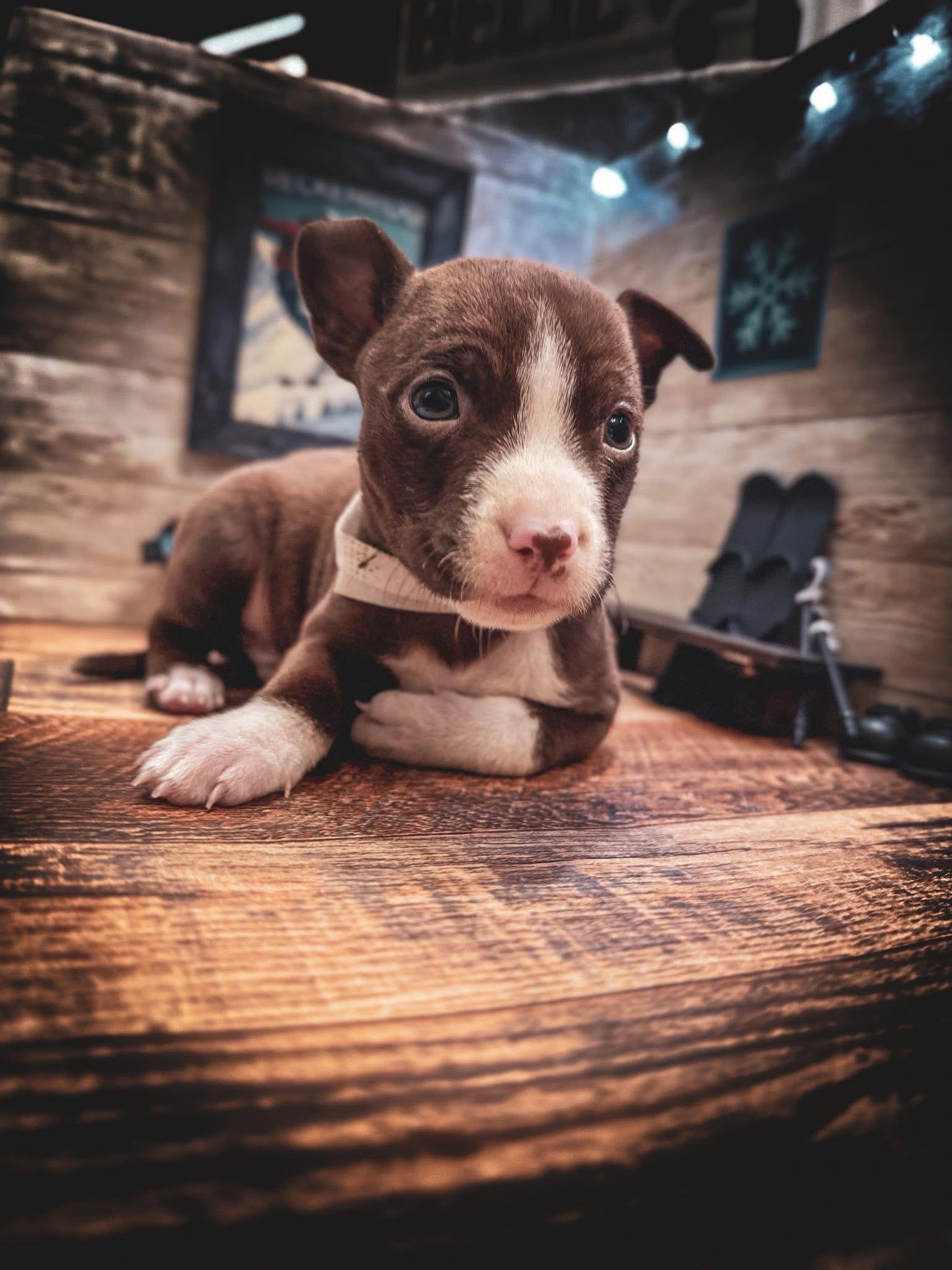 Enlarge Breckenridge, a Adoptable Terrier in New London, WI image 3/3
