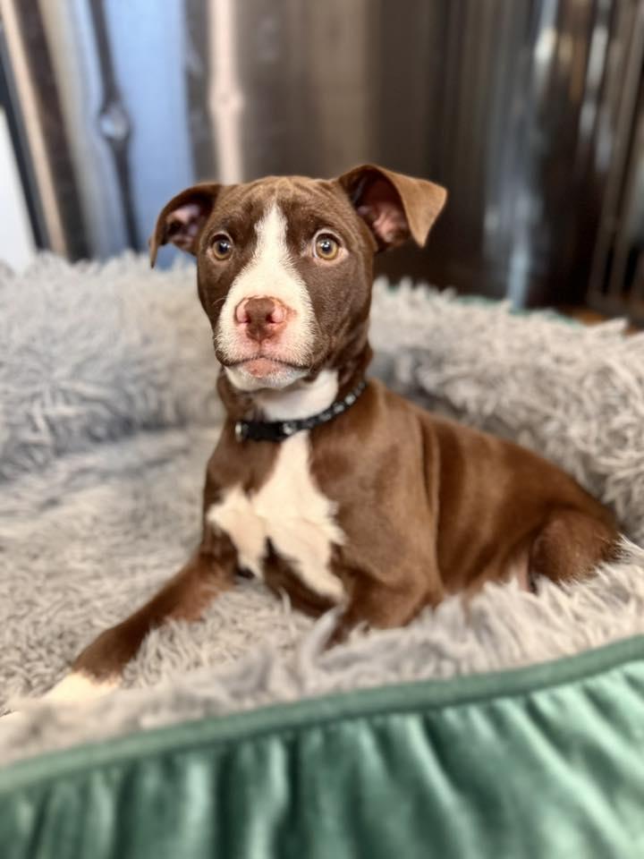 Enlarge Breckenridge, a Adopted Terrier in New London, WI image 3/3