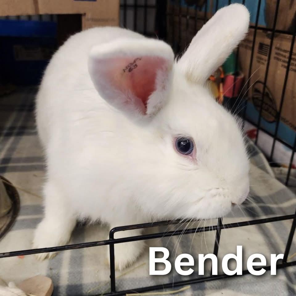 Enlarge Bender, a Adoptable mixed breed in Winnipeg, MB image 1/1