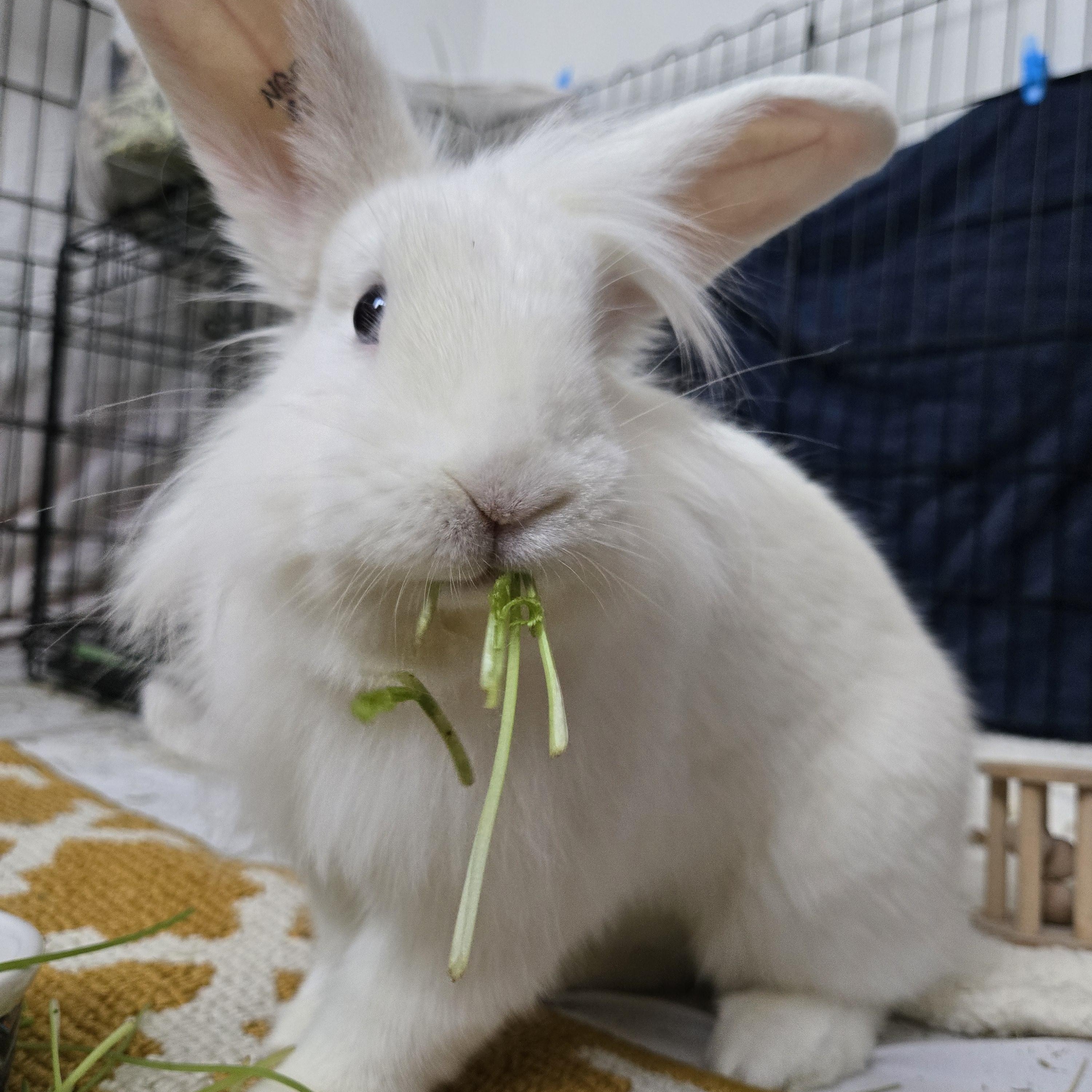Enlarge Bender, a Adoptable mixed breed in Winnipeg, MB image 1/1