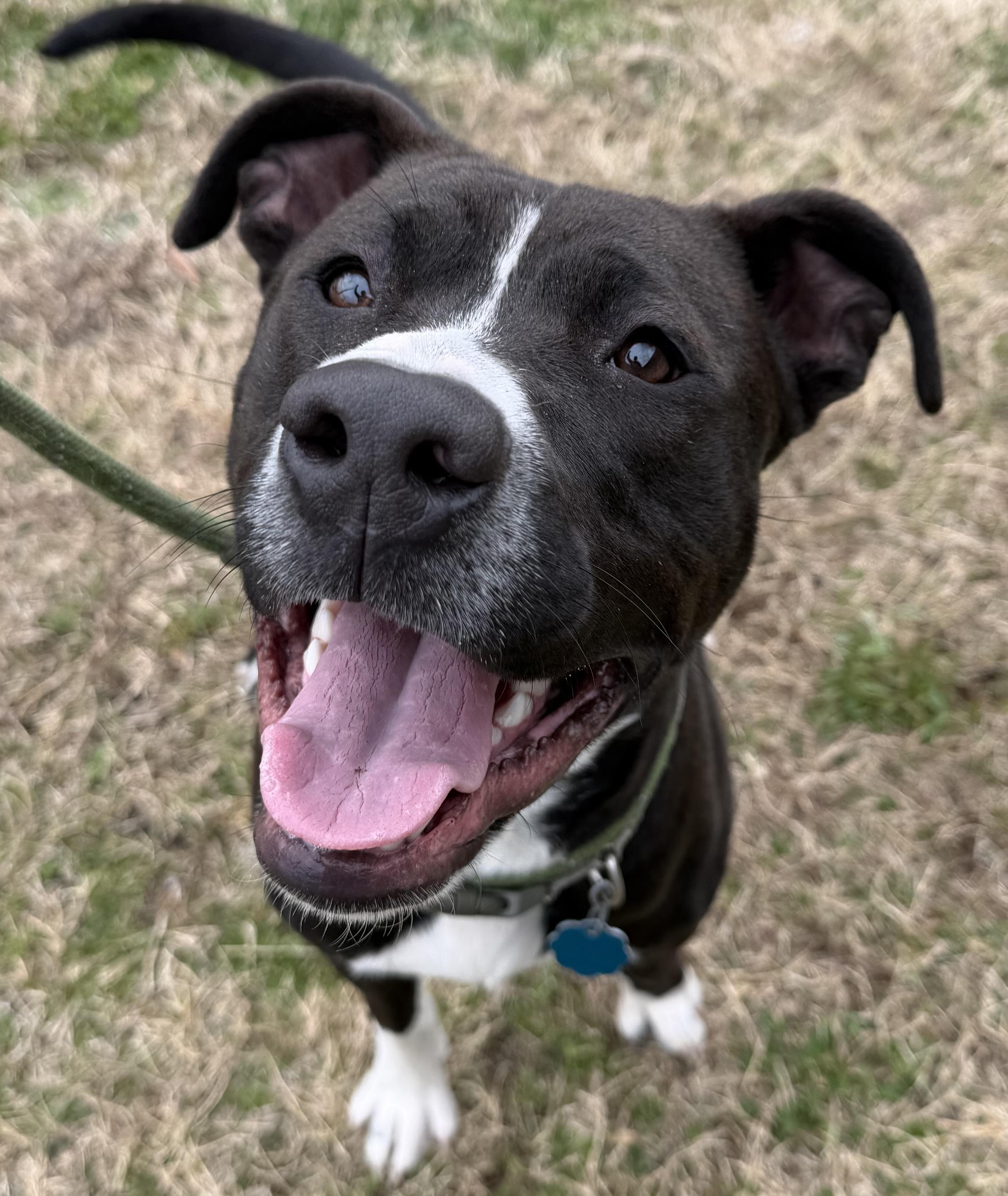 Nico, ADOPTABLE, Young Male Terrier.