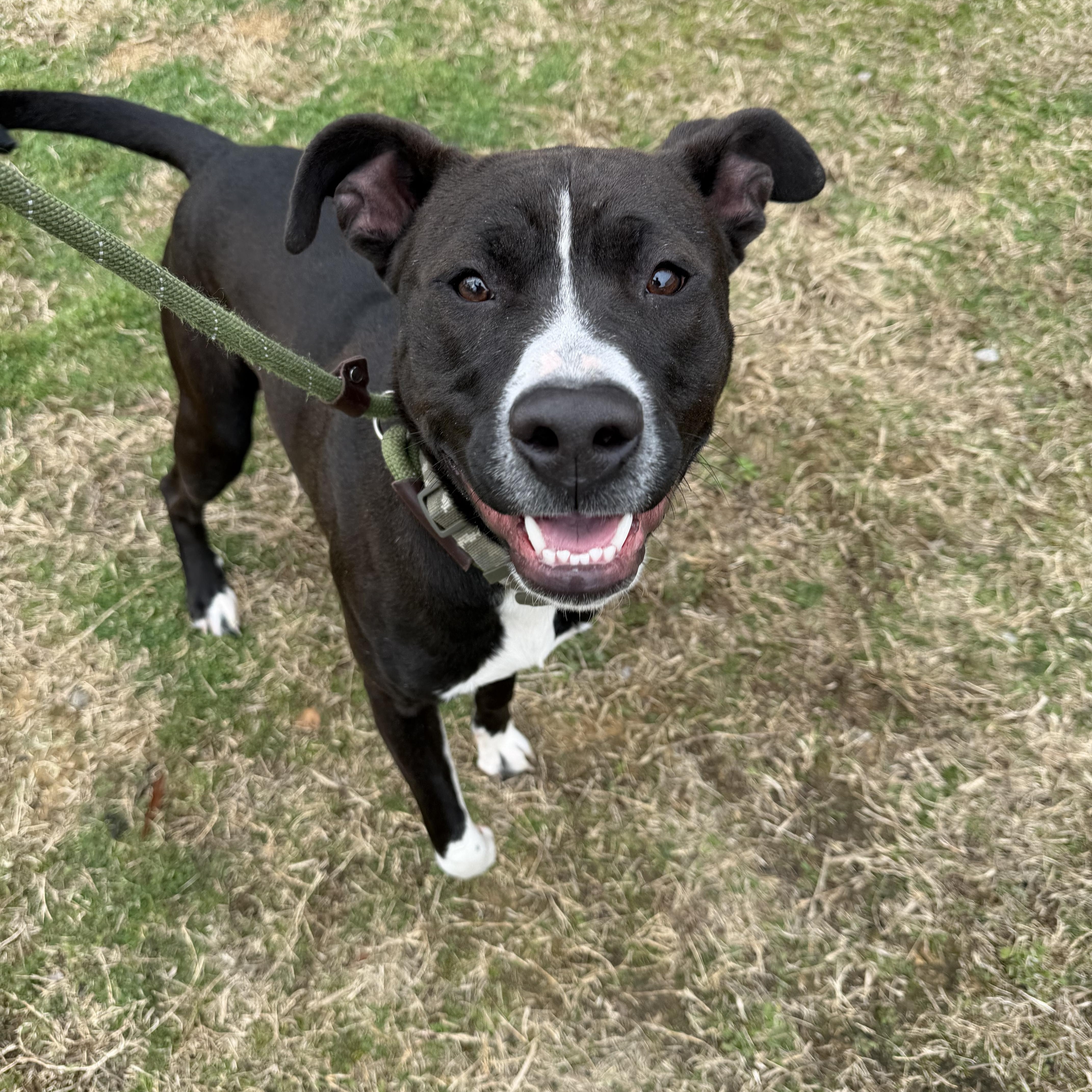 Nico, a ADOPTABLE mixed breed in Lancaster, SC image 2/3