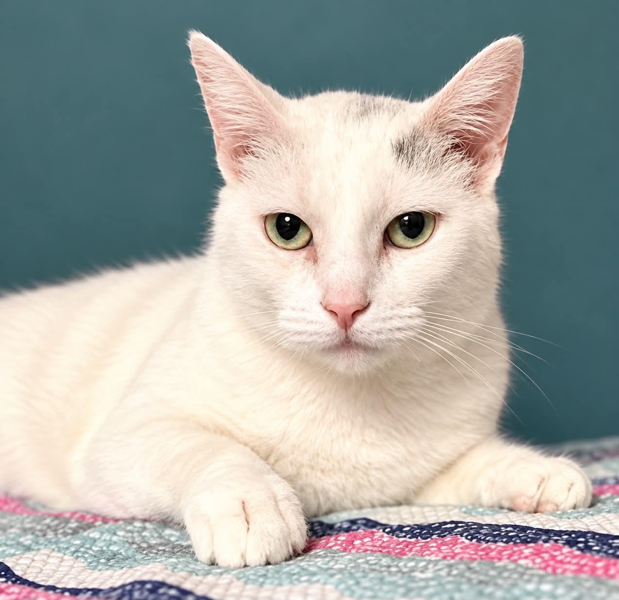 Tanner, Adoptable, Adult Female Domestic Short Hair.