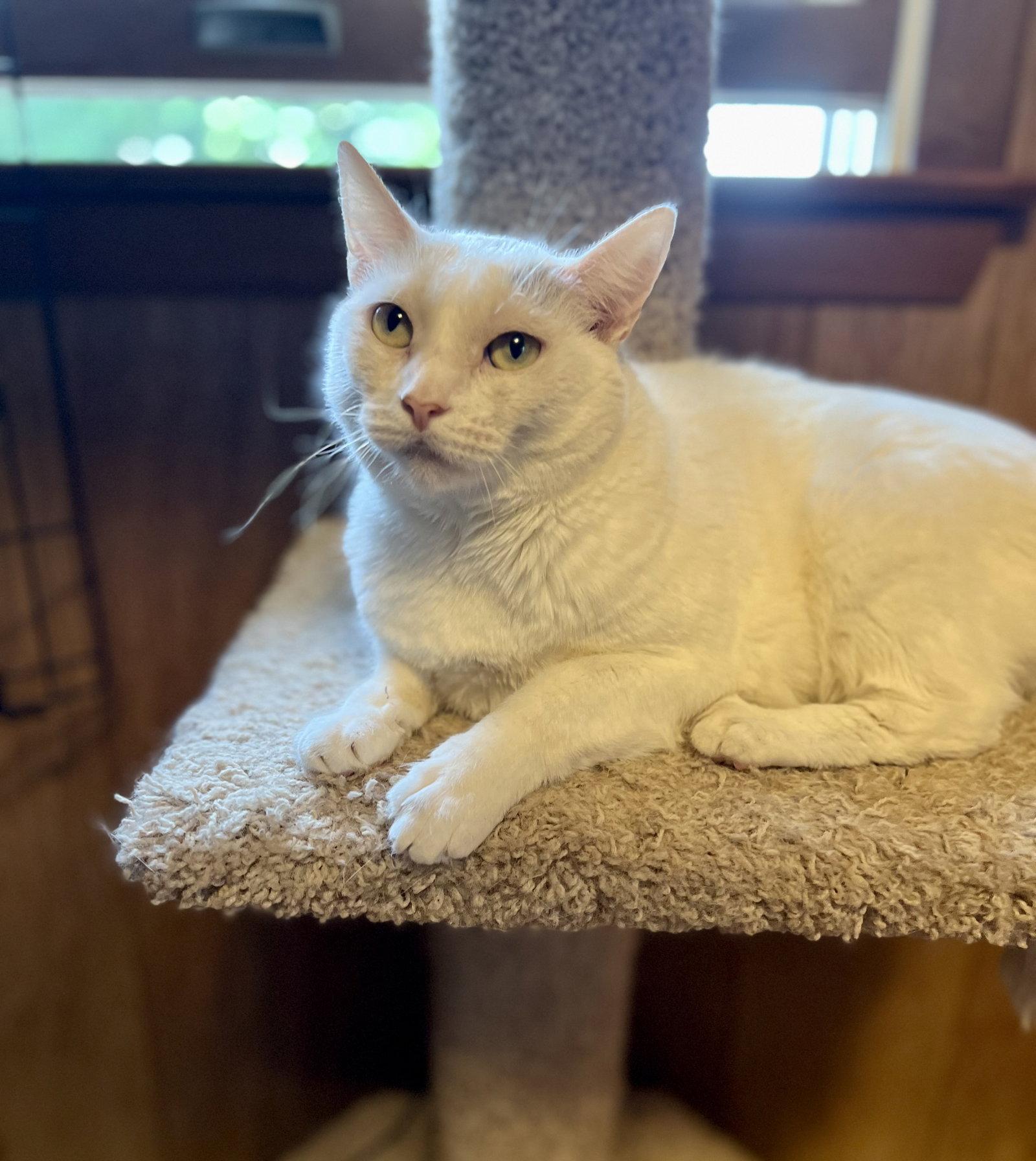 Enlarge Tanner, a Adoptable Domestic Short Hair in Trenton, NJ image 2/3
