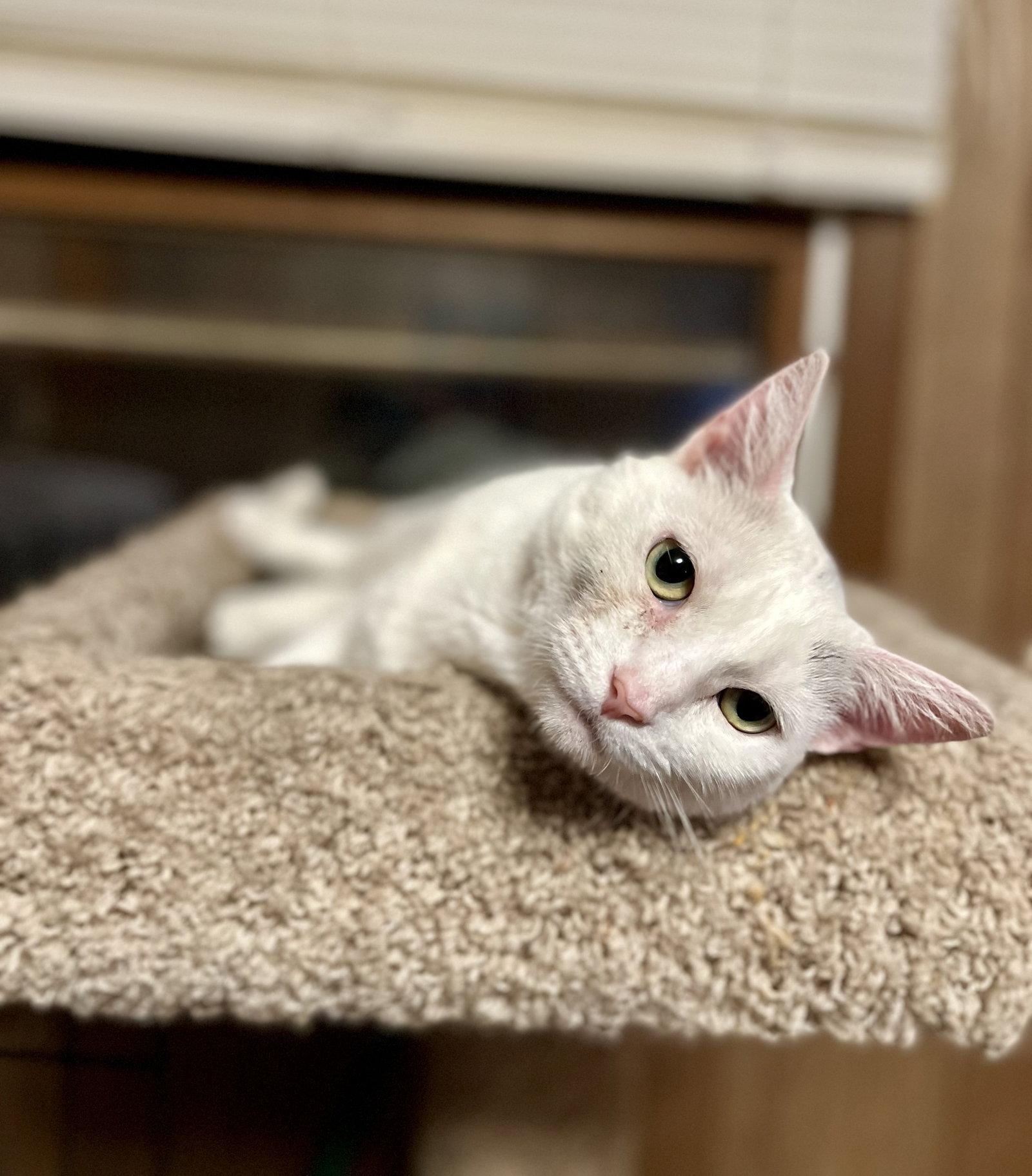 Enlarge Tanner, a Adoptable Domestic Short Hair in Trenton, NJ image 3/3