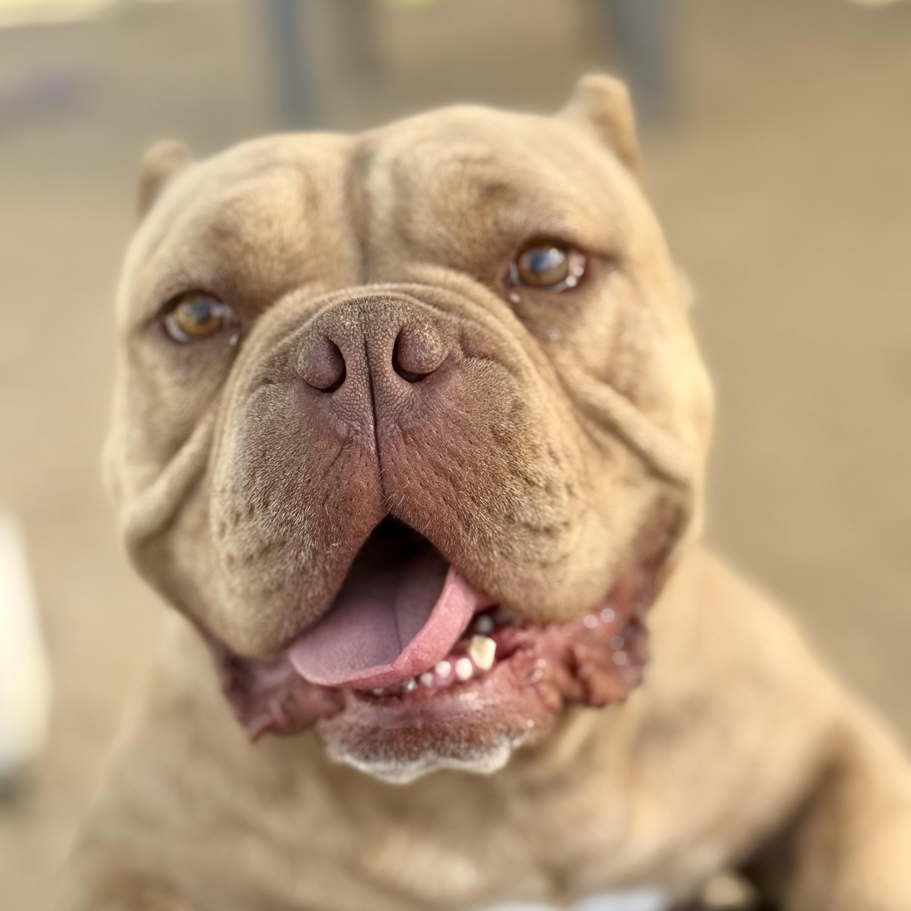 Motto Motto, Adoptable, Adult Male American Bully.