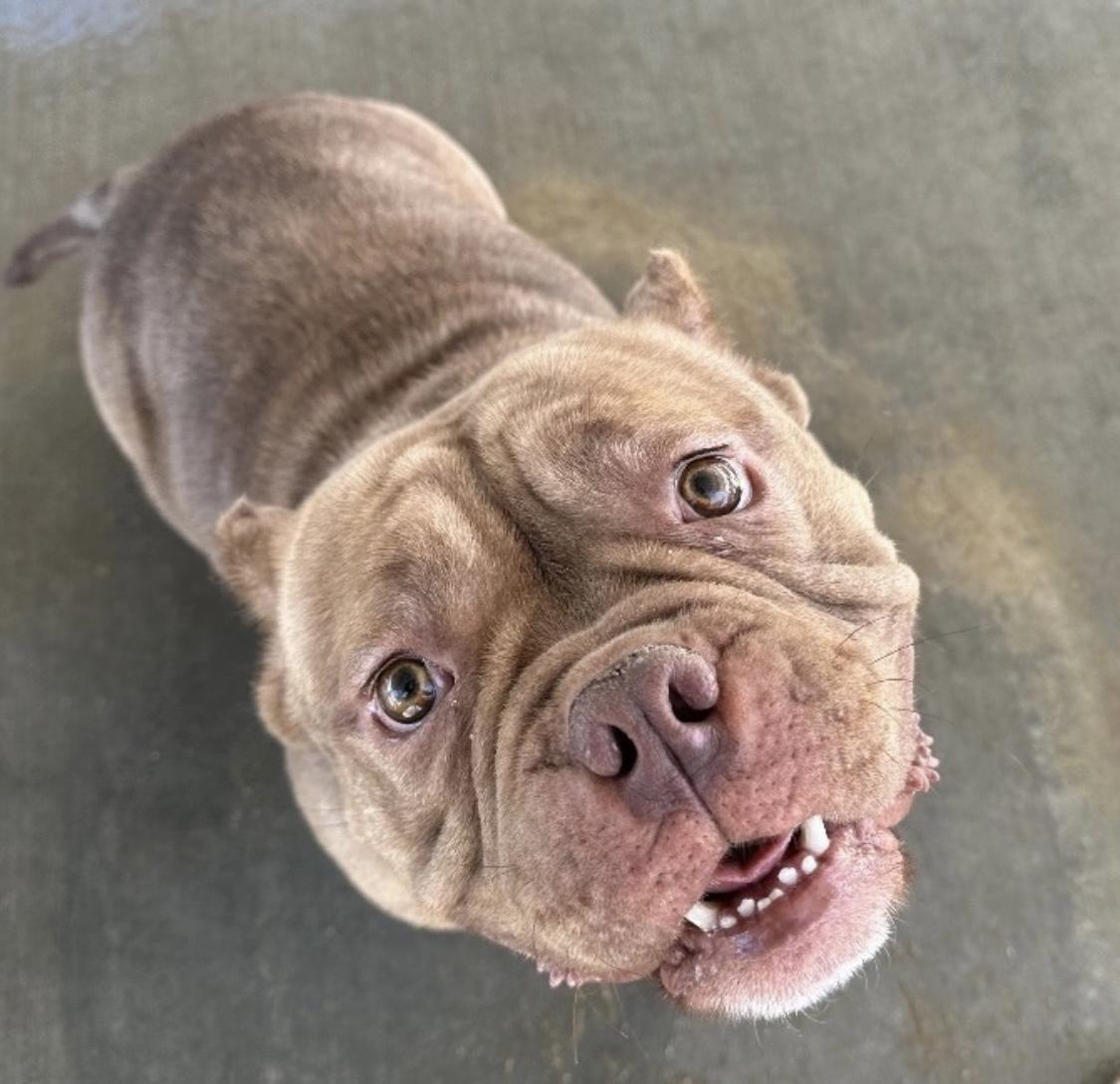 Enlarge Motto Motto, a Adoptable American Bully in Littlerock, CA image 3/5