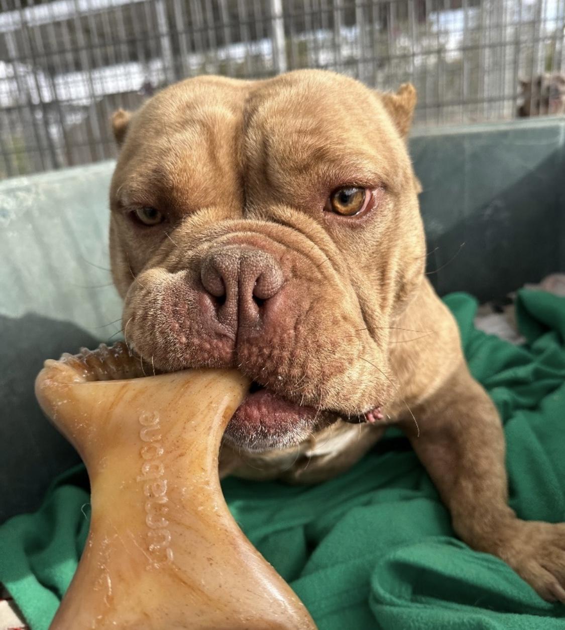 Enlarge Motto Motto, a Adoptable American Bully in Littlerock, CA image 4/5