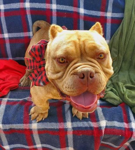 Enlarge Motto Motto, a Adoptable American Bully in Littlerock, CA image 5/5