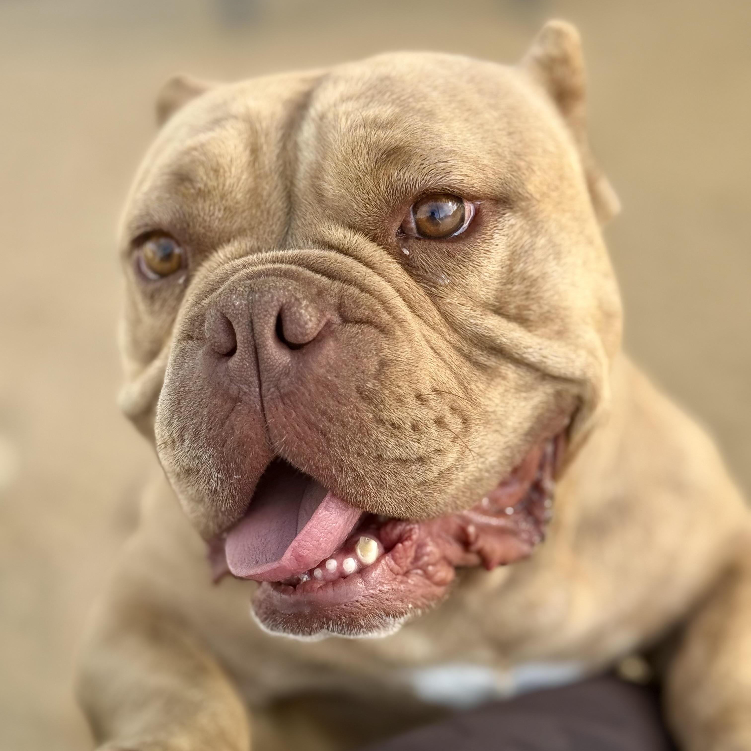 Enlarge Motto Motto, a Adoptable American Bully in Littlerock, CA image 5/5