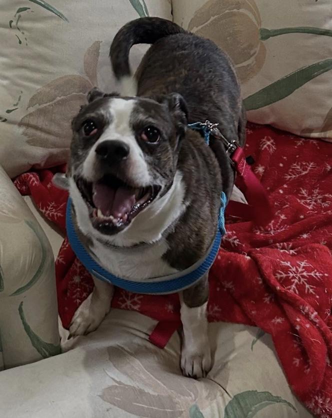 Duck, Adoptable, Senior Male Pug.