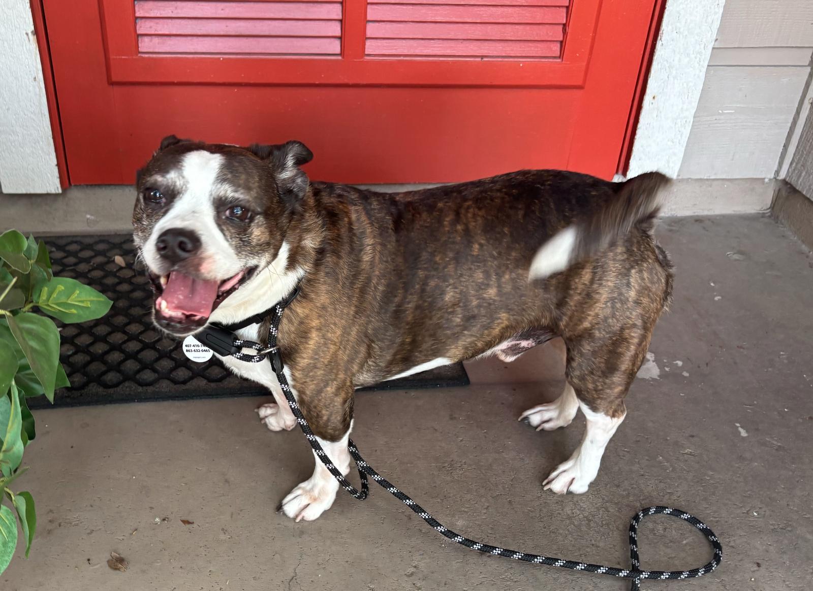 Enlarge Duck, a Adoptable Pug in Osteen, FL image 1/3