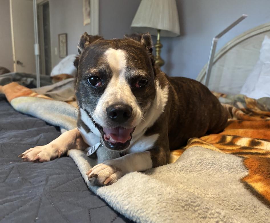 Enlarge Duck, a Adoptable Pug in Osteen, FL image 2/3