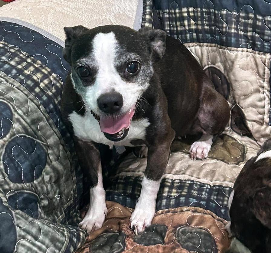 Enlarge Duck, a Adoptable Pug in Osteen, FL image 2/3