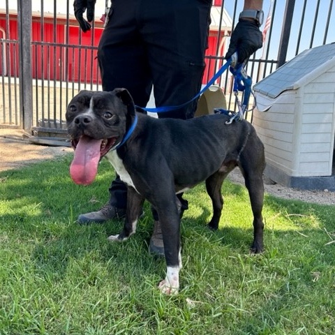 Enlarge TAZZ, a Adoptable American Bully in Delano, CA image 9/9