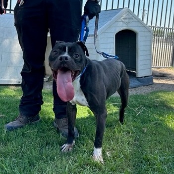 TAZZ, a Adoptable American Bully in Delano, CA image 1/9