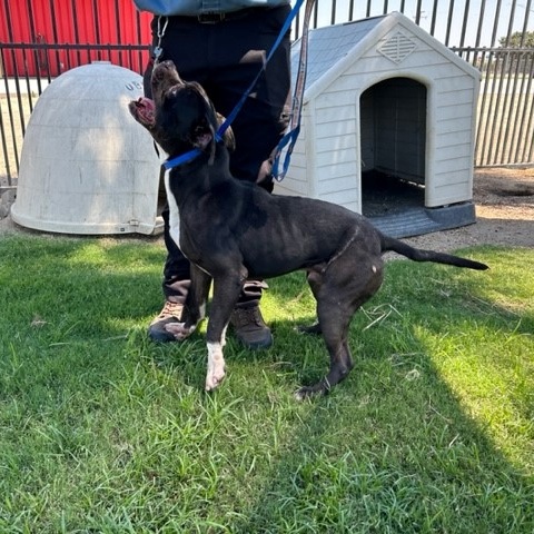 Enlarge TAZZ, a Adoptable American Bully in Delano, CA image 8/9