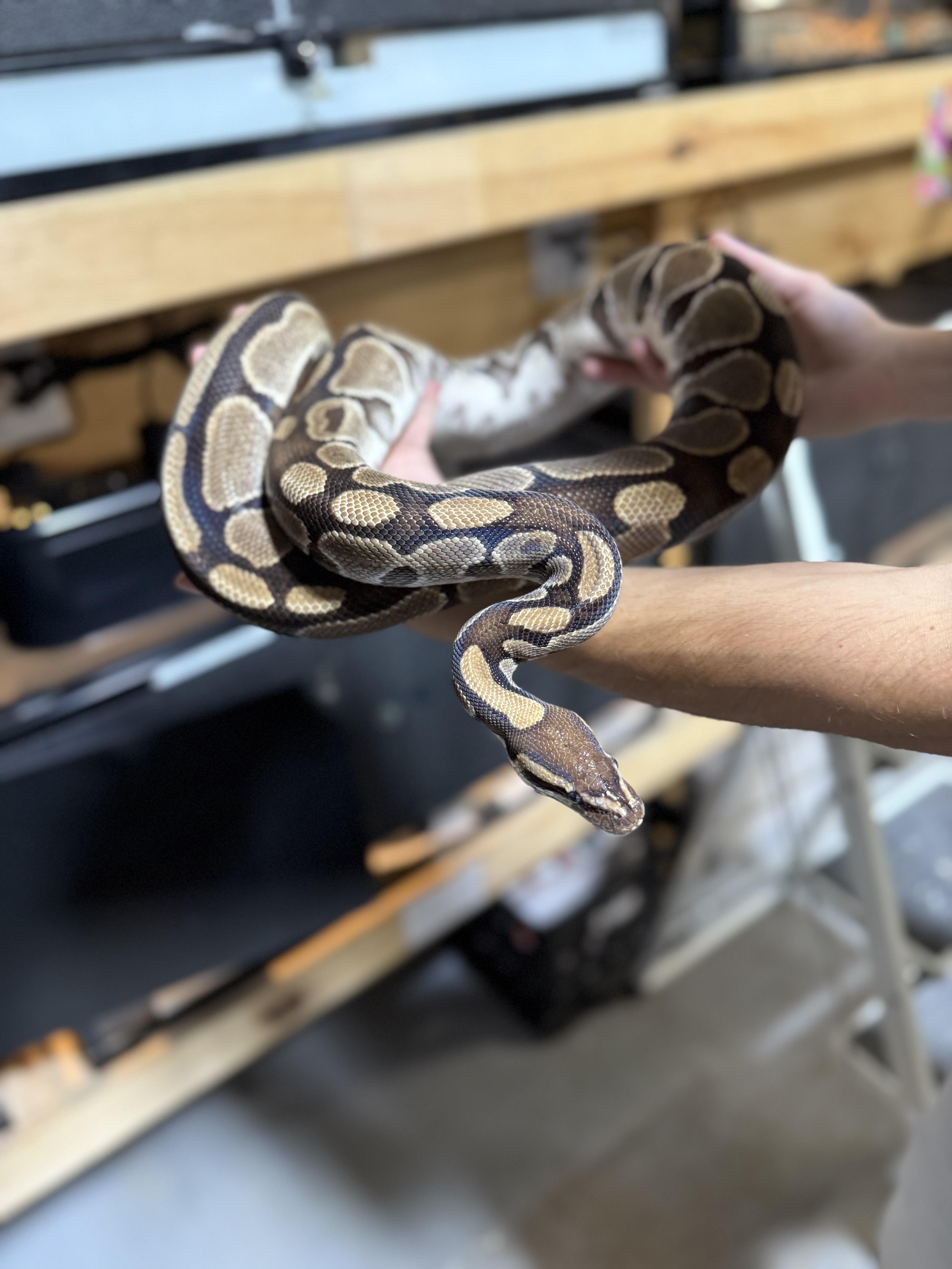 Monty, Adoptable, Adult Male Ball Python.