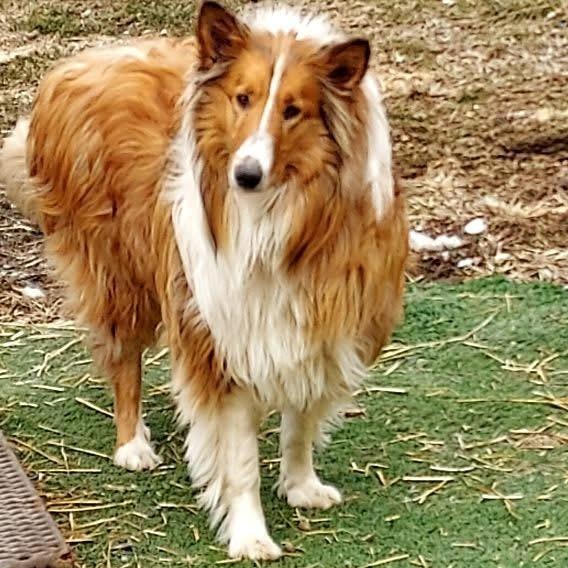 Enlarge Stella, a Adoptable Collie in St. Clairsville, OH image 1/3