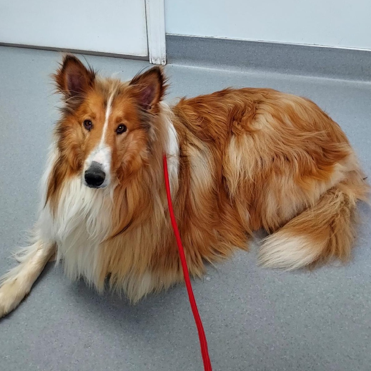 Enlarge Stella, a Adoptable Collie in St. Clairsville, OH image 2/3